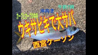 西宮ケーソン サビキ釣りで大サバ