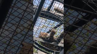 秋寒✎④ジャガー・ニライちゃん・カナイちゃん・沖縄こどもの国・・・Jaguar ・Okinawa Zoo \u0026 Museum(20241130)