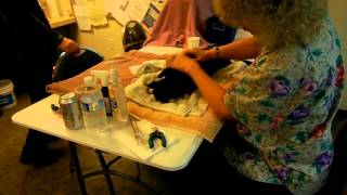 CVAS TNR Operation - Spay/Neuter Clinic