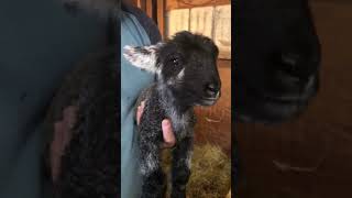 Non Stop Bleating  Little Goat Can't Stop Calling 🐐🔊 #goat #goatsfaming #playfulgoats #cute