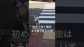 後ろ姿超好き。#shorts #シーズー #シーズー犬 #犬 #犬のいる暮らし #かわいい #いぬ #犬のいる生活 #shihtzu #dog #doglover #dogshorts #시즈 #개