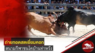 🔴LIVE ถ่ายทอดสดเยี่ยมคอก สนามชนโคบ้านท่าหรั่ง วันที่ 19 มกราคม 68 #วัวชนใต้ #ดูวัวชนออนไลน์