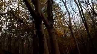 Tree Bark Damage  by Grey Squirrels