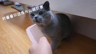 听说猫咪听到梳子的声音会呕吐，我来试验一下，果然中招了