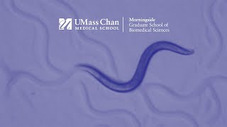 Worm model organisms at UMass. Chan Medical School