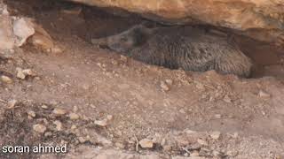 بەراز لە کاتی خەودا - الخنزیر  نائم -  wild boar sleeping inside the shelter