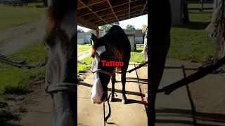 Silly Horse-Savors every bit- Funny Horse Short- #horse, #ghoda