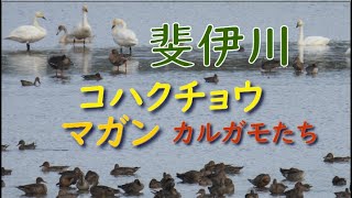 2024 10 18　【斐伊川】マガン　コハクチョウ　カルガモ　オナガガモ　ヒドリガモ　コガモ