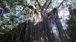 Curtain Fig Tree