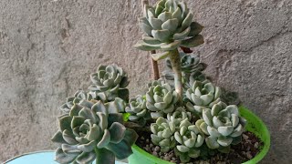 ECHEVERIA TINKERBELL LETS CUT AND PROPAGATE || LOWLAND AREA