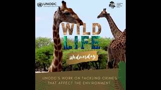 Wildlife Wednesday - UNODC's work to tackle crimes that affect the environment - 26 January 2022