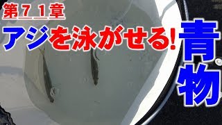 アジを泳がせろ！泳がせ釣りで青物を狙う！！