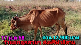 17 มกราคม ค.ศ. 2025#ขายวัวแม่ลูก 097 2098-528 วัวบรามันวัวไทยกลางวัวบราซิลส่งฟรี