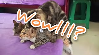 KUCING KAWIN ANTRI LUCU BANGET CATS MATING