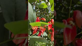 雞冠刺桐PART IIErCommon Names. Brazilian coral tree, cock's comb coral tree, cockscombVID20240428143457