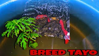 BAKIT NAPUPUNIT ANG FINS NG BETTA SA PAG BREED? | BARRACKS UPDATE | SHOUT-OUT