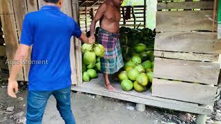 বরিশালে ডাবের দাম একটু বেশি ,কারন এই ডাব বাজারের সেরা ডাব#ডাব  #coconut #agromoment