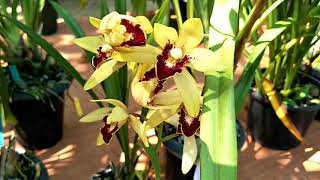 Cymbidium orchid in Thailand กล้วยไม้สกุลซิมบิเดียม ซิมบิเดียมลูกผสม  Cymbidium  Valerie  Absolonova