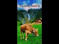 switzerland cow farm🦋🦋🤩 ll switzerland tourism cows with milk 8k ll switzerland vlog viral shorts