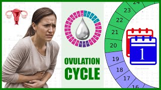 Ovulation Cycle – How to Calculate Ovulation Date | Full Calendar