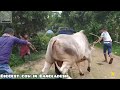 big cow unloading 2023 new entry paragram gorur haat 2023 biggest cow in bangladesh big bull