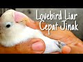 Cara Menjinakan Lovebird Dewasa Yang Giras