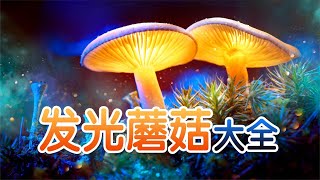 34种国内最全发光蘑菇图鉴，以及你想知道的关于发光蘑菇的一切！