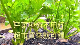 芹菜種植簡易方法，中芹西芹都一樣, 新手懶人都能成功。