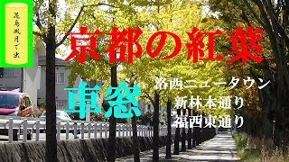 京都の紅葉　洛西ニュータウン　新林本・福西東通り