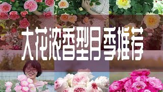 【惠惠的花园】大花浓香型月季推荐来了，看看哪一款月季是你的心头爱