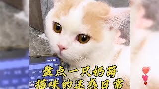 盘点一只 奶萌猫咪的迷惑日常