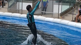 夏限定スプラッシュイルカショー230731@仙台うみの杜水族館