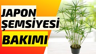 JAPON ŞEMSİYESİ BAKIMI // Cyperus Alternifolius 🪴