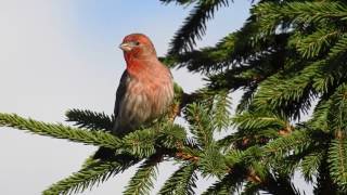 House finch singing