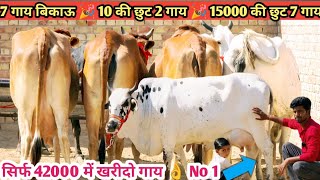 20 Letter Milk 👌 15000 की छुट!! 42000 में खरीदो गाय 🎉 Top Class 7 Sahiwal Gadri Rathi Cow For Sale