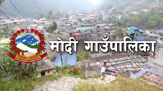 कृषिमा विकासको नमुना प्रस्तुत गर्दै मोदी गाउँपालिका, पर्वत || Modi Rural Municipality, Parbat ||