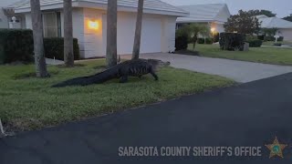 Watch: Massive Alligator Takes An Easter Stroll In Florida