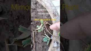 Seismonastic movement in Mimosa pudica (touch me not plant)