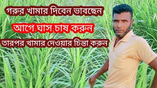 গরুর খামার দিবেন ভাবছেন?আগে ঘাস চাষ করুন তারপর খামার দেওয়ার চিন্তা করুন