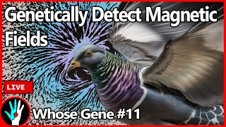 [LIVE]  Genetic Modification To Sense Magnetic Fields - Whose Gene #11