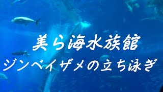 沖縄美ら海水族館　ジンベイザメの立ち泳ぎ