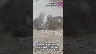 واگذاری  گربه اسکاتیش فلد. چینچیلا سیلور بسیار خوشگل و مامانی جهت اطلاع به کانال تلگرام مراجعه کنید