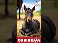 top 3 bí mật của ngựa #conngua #ngua #horse #kemtv #animals #bimat #hittho #nguacon #360docuocsong