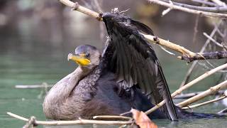 Cormorant Rescue