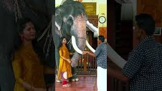 ഇങ്ങനെയും കുസൃതി ഉള്ള ആനകൾ ഉണ്ടോ #shorts #aanakkaryam #elephant #vadakurumbakavudurgadasan