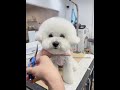 GIVING bichonfrise amazing Facelift 🥹🐾 #puppy #cute #doglover #grooming