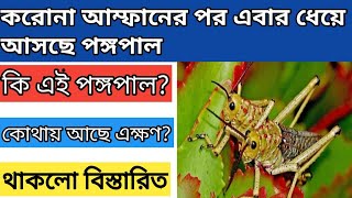 ধেয়ে আসছে পঙ্গপালের দল ক্ষতি হতে পারে প্রচুর ফসল full details