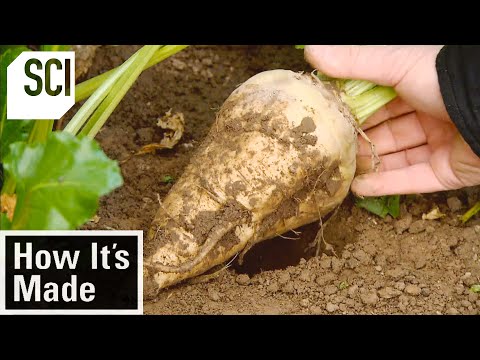Do bees visit sugar beet?