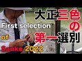 【koi】大正三色の第一選別 / First selection of Taisho sanke2022【錦鯉】