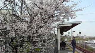 ＪＲ武豊線　桜咲く尾張森岡駅